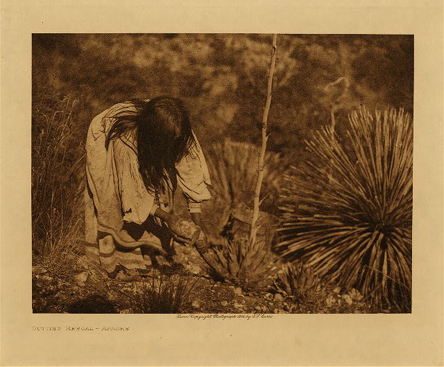 Cutting mescal (Apache) 1906