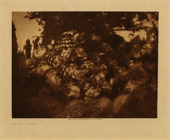 Mescal (Apache) 1906