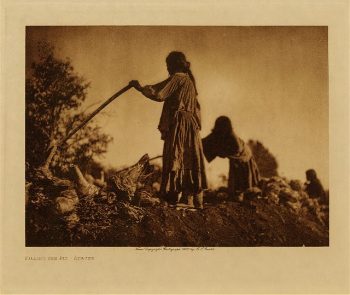 Filling the pit (Apache) 1906