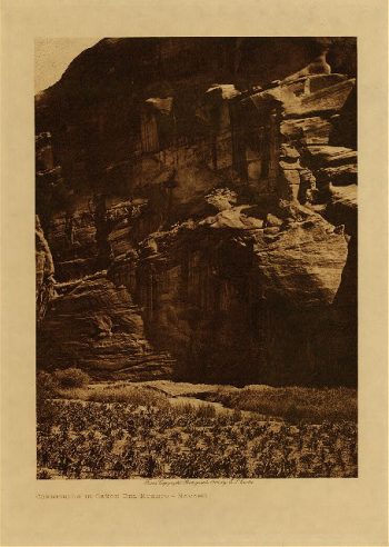 Cornfields in Cañon del Muerto (Navaho) 1906