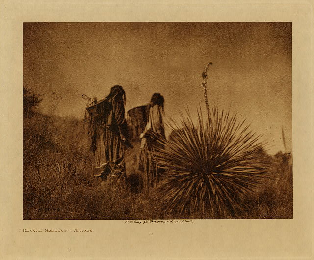 Mescal harvest (Apache) 1906