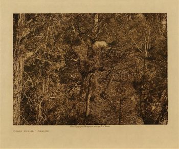 Infant burial (Apache) 1906