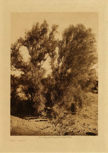 Palo verde 1907