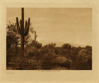 Pima-land 1907