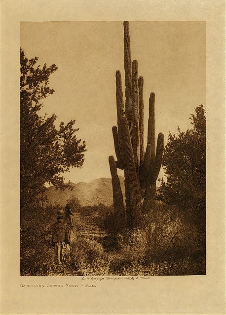 Gathering cactus fruit (Pima) 1907