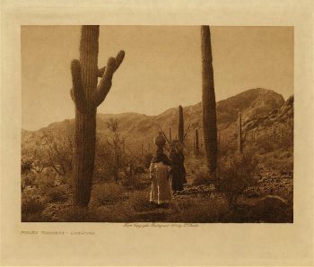 Hasen harvest (Qahatika) 1907