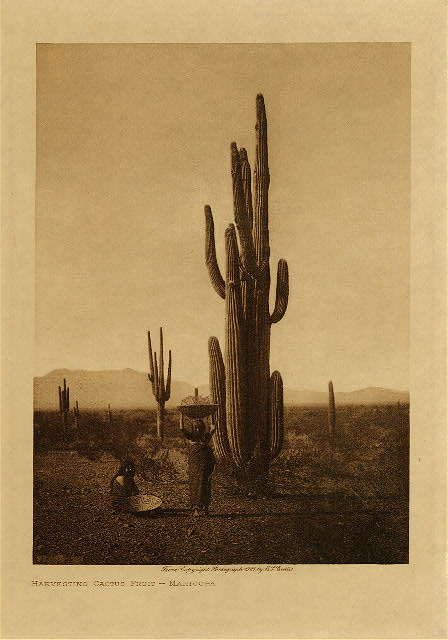 Harvesting cactus fruit (Maricopa) 1907