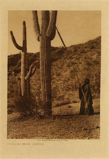 Gathering hasen (Qahatika) 1907