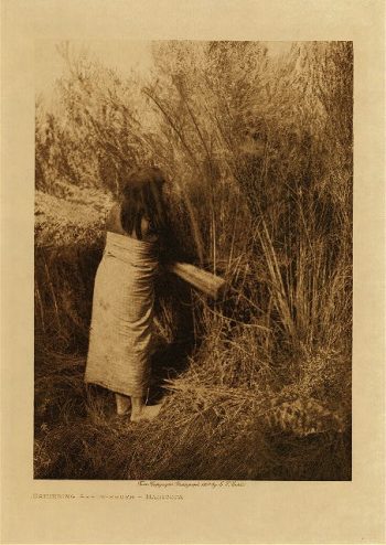 Gathering arrow-brush (Maricopa) 1907