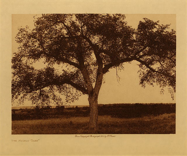 The mythic tree 1908