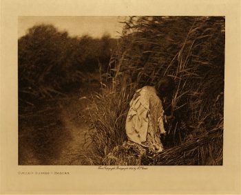 Cutting rushes (Mandan) 1908