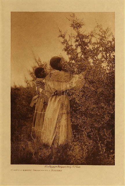 Buffalo-berry gatherers (Mandan) 1908