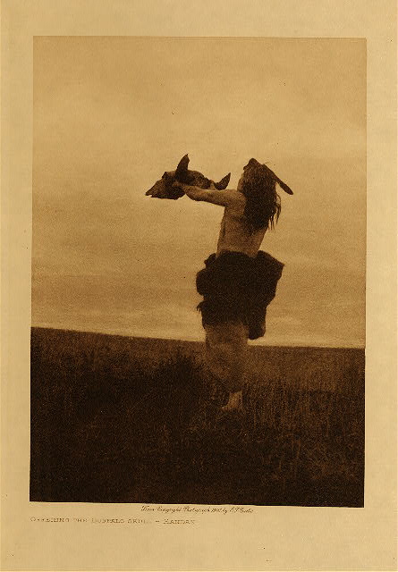 Offering the buffalo-skull (Mandan) 1908