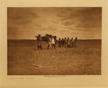Bringing in the cedar (Arikara) 1908