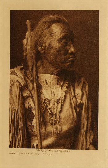 White and Yellow Cow (Atsina) 1908