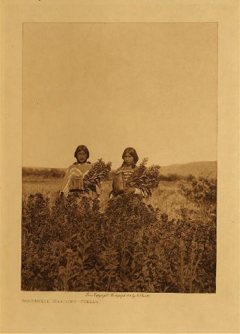 Goldenrod meadows (Piegan) 1910