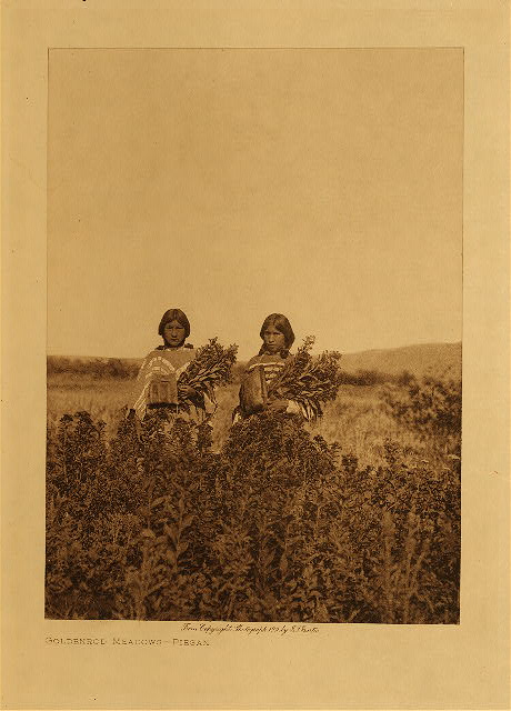 Goldenrod meadows (Piegan) 1910