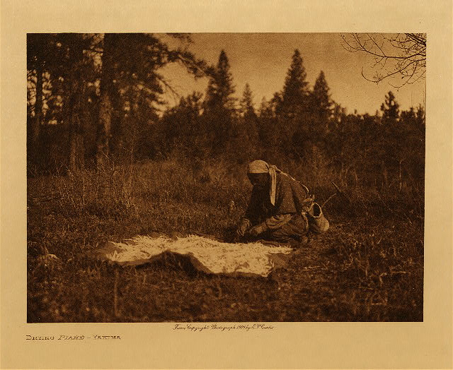 Drying piage (Yakima) 1909