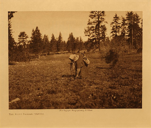 The root digger (Yakima) 1909