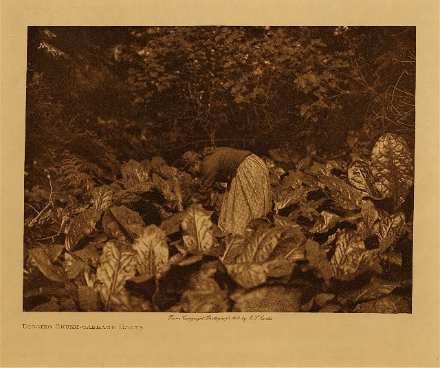 Digging skunk-cabbage roots 1912