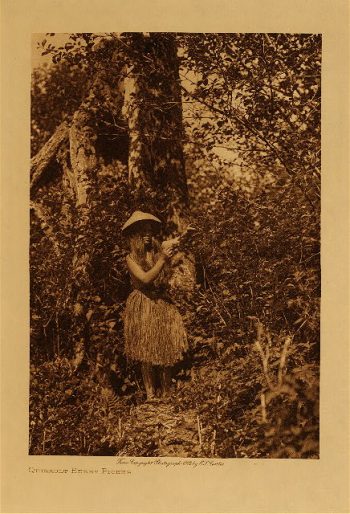 Quinault berry picker 1912
