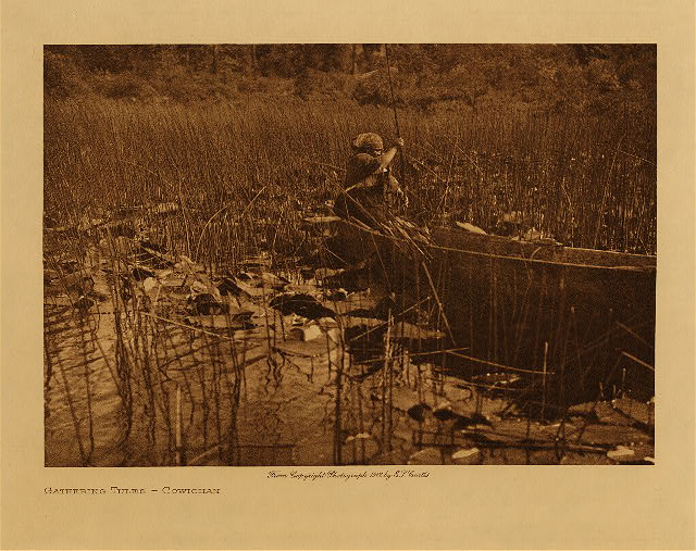 Gathering tules (Cowichan) 1912
