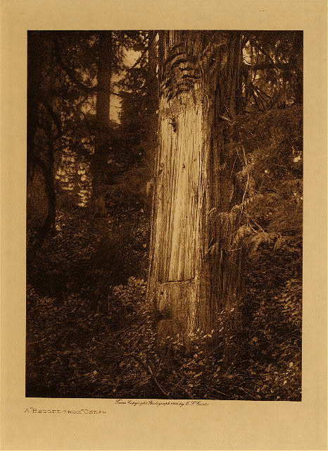 A "begged-from" cedar 1914