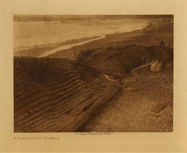 A partially cut up whale 1915