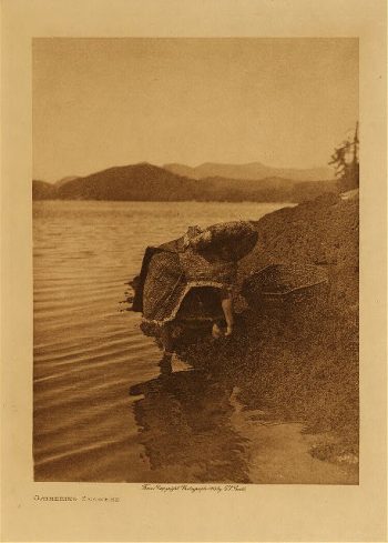 Gathering seaweed 1915