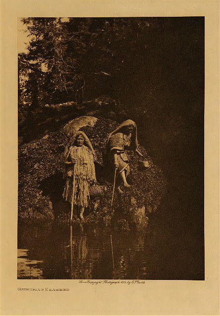 Gathering seaweed 1915