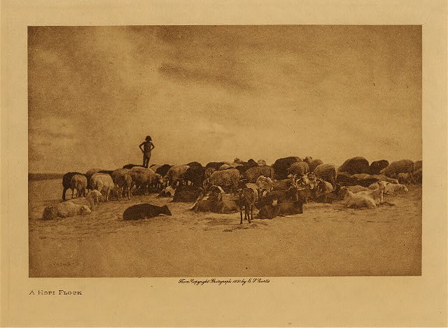 A Hopi flock 1921