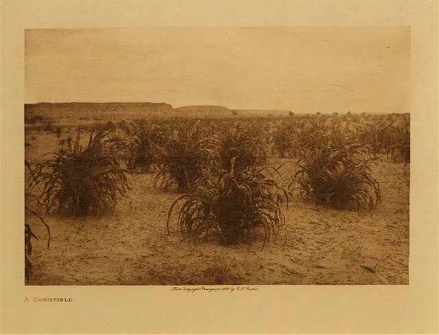 A cornfield 1906
