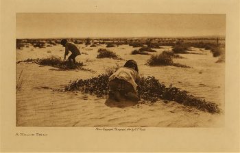 A melon field 1921