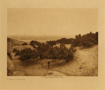 A peach orchard 1906