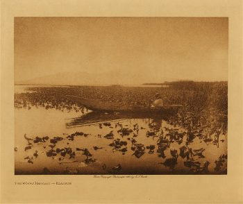 The wokas harvest (Klamath) 1923