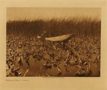 Gathering wokas (Klamath) 1923