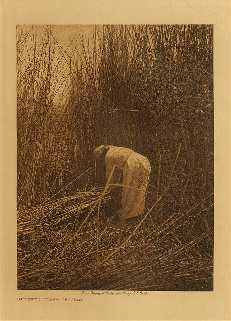 Gathering tules - Lake Pomo 1924