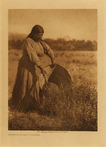 Gathering seeds - Coast Pomo 1924