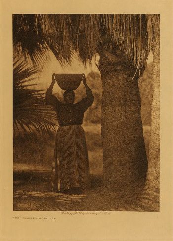 The harvester (Cahuilla) 1924