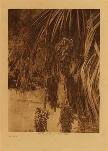 Palm fruit 1924