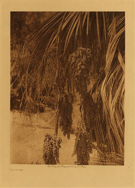 Palm fruit 1924