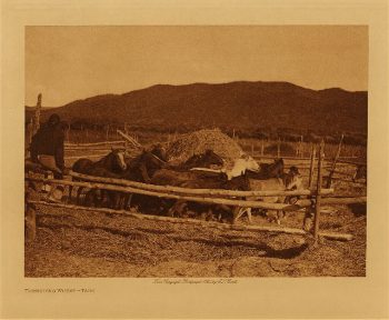 Threshing wheat (Taos) 1925
