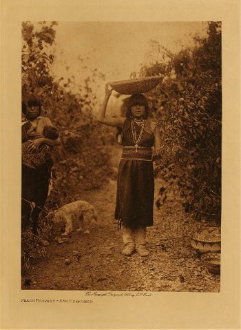 Peach harvest (San Ildefonso) 1905