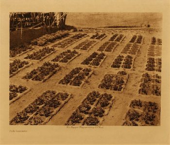 Zuñi gardens 1925