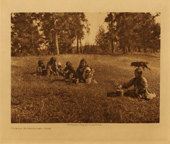 Picking blueberries (Cree) 1926