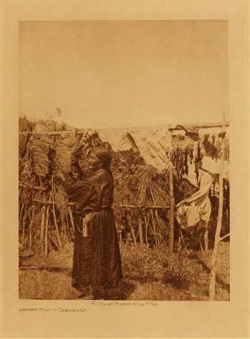 Drying meat (Cheyenne) 1927