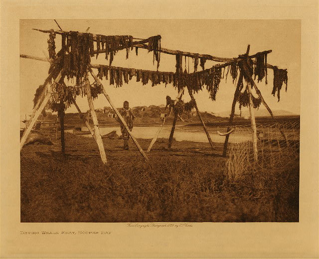 Drying whale meat, Hooper Bay 1928