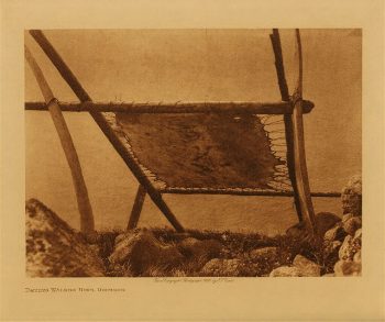 Drying walrus hide, Diomede 1928