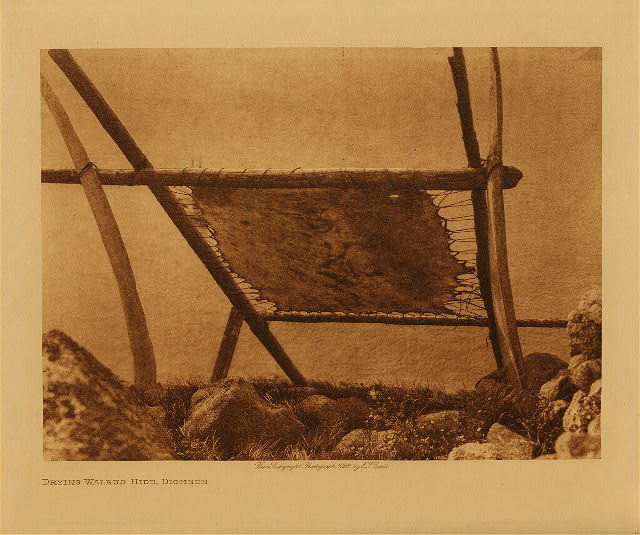Drying walrus hide, Diomede 1928