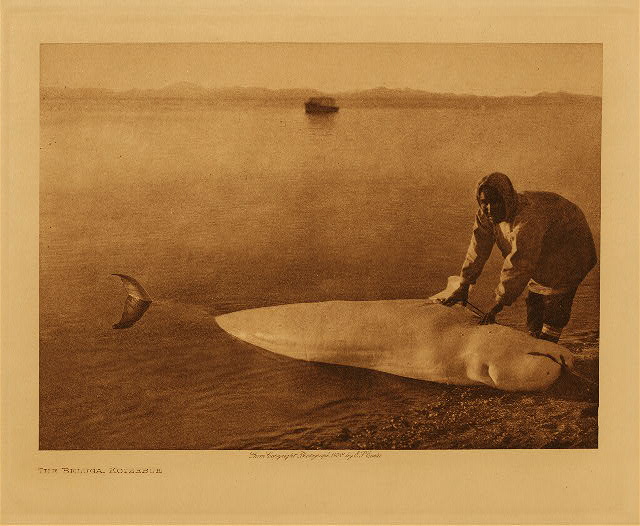 The beluga, Kotzebue 1928